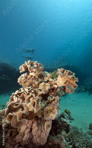 Rough leather coral and snorklers in the Red Sea.
