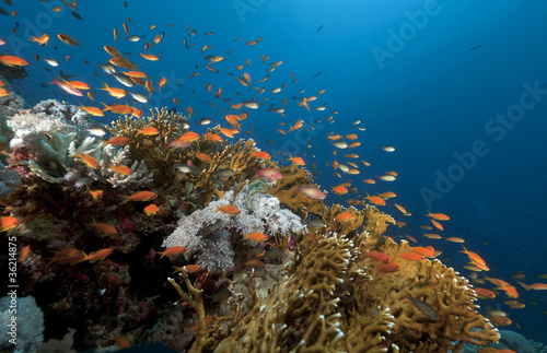 Anthias and tropical underwater life in the Red Sea.