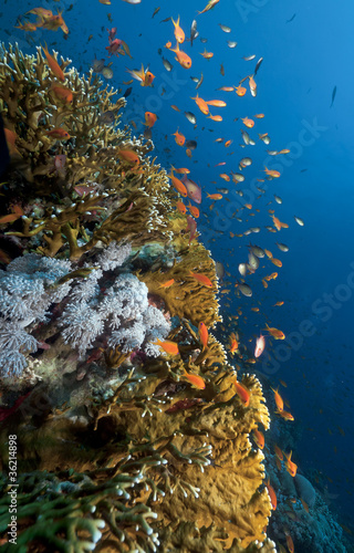 Anthias and tropical underwater life in the Red Sea.
