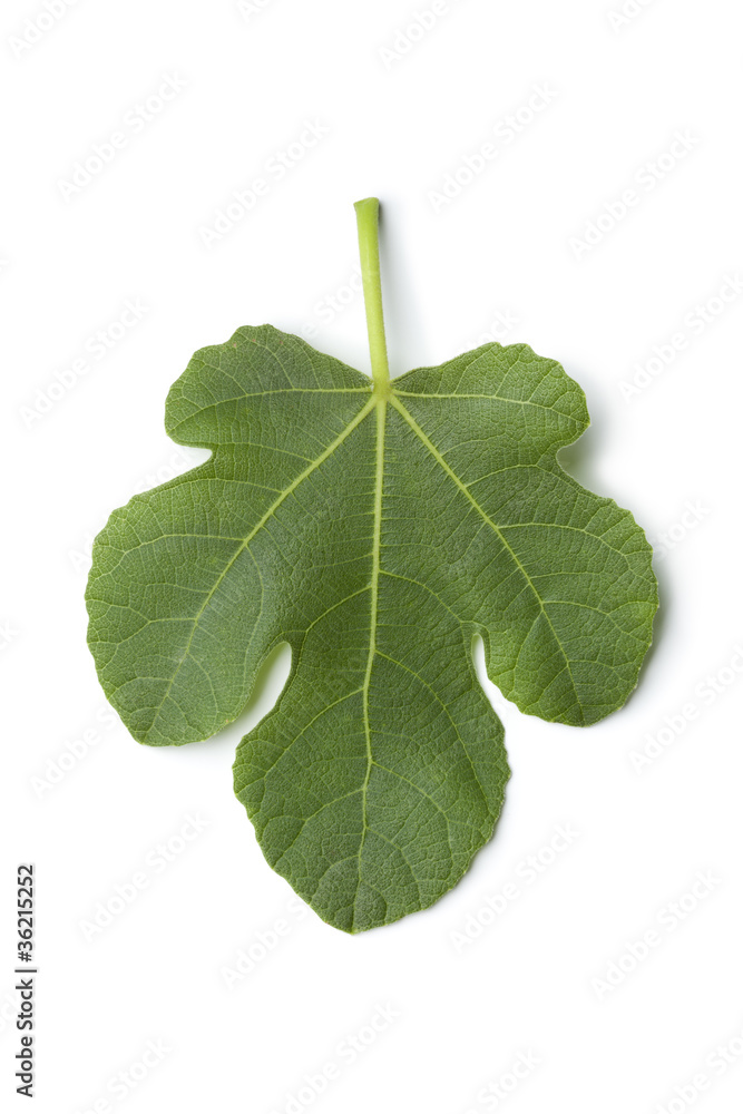 Single fresh fig leaf Single fresh fig leaf