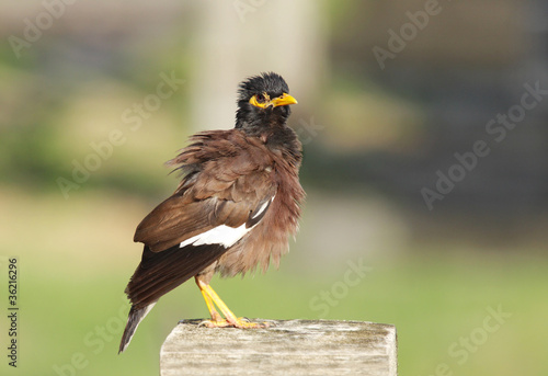 A common myna swelling its feather
