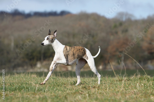 Tableau sur toile whippet qui gambade avec plaisir