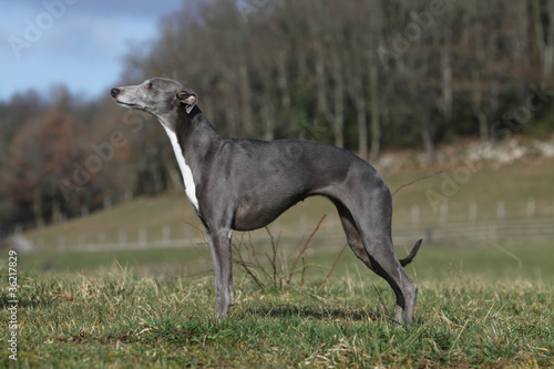 Obraz na płótnie beautiful whippet on profile outside