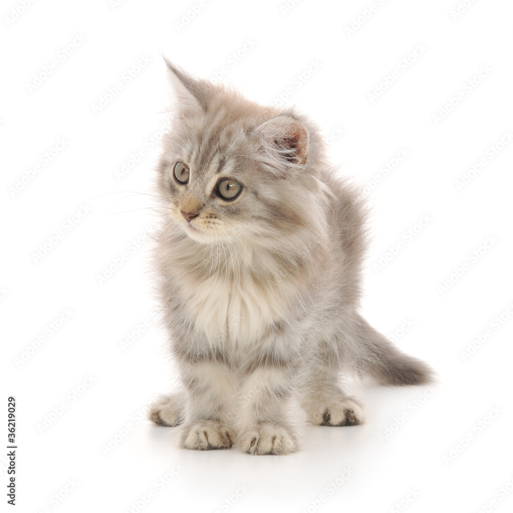 Kitten on a white background Kitten on a white background