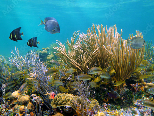 Coral reef underwater with tropical fish in the Caribbean sea #36221011