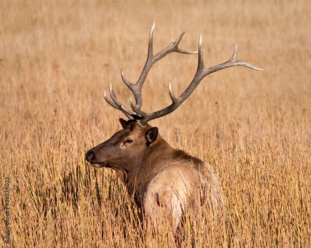 Bull Elk Bull Elk