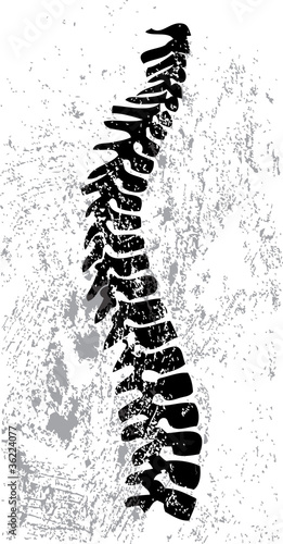 Abstract spinal cord design vector
