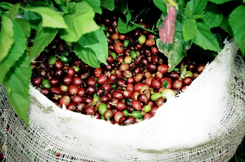 Bag full of fresh picked coffee in Costa Rica