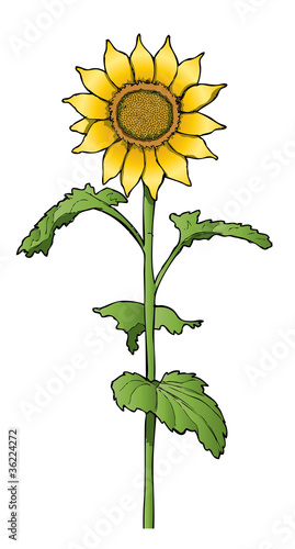 Sunflower