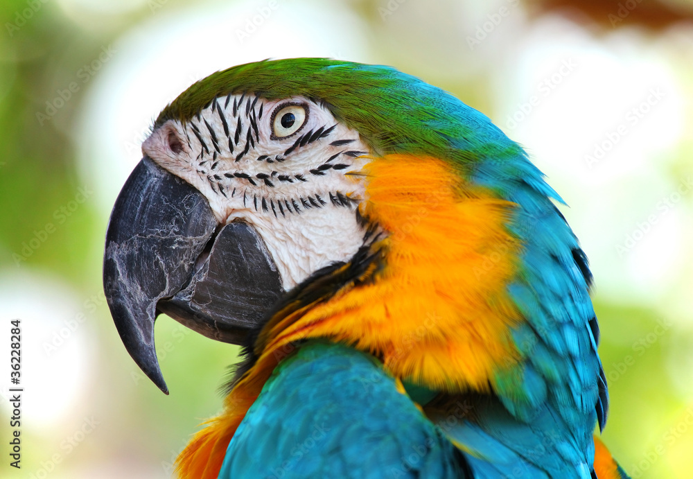 coloured Macaw parrot coloured Macaw parrot