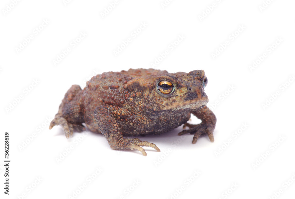 Fototapeta premium frog