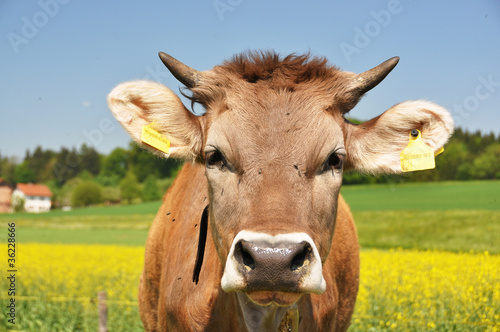 Swiss cows