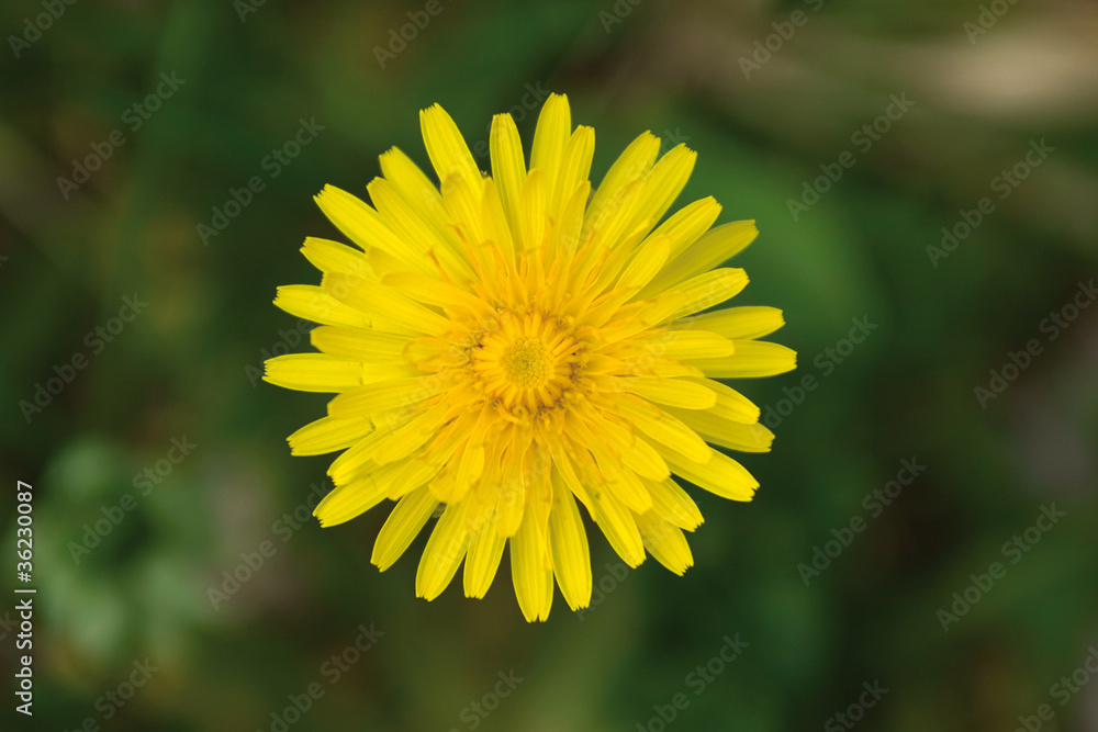 Dandelion Dandelion