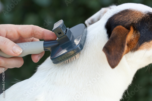 Fototapeta Naklejka Na Ścianę i Meble -  Spazzolare il cane