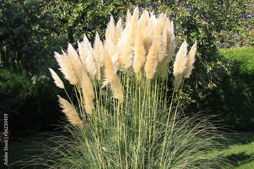 Herbes de la pampa photo