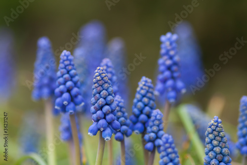 Common grape hyacinth