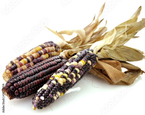 Colorful Dry Corn photo