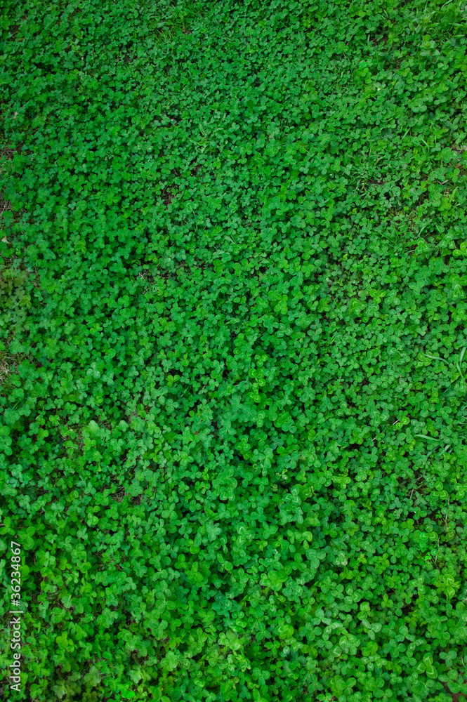 grass(clover)_013 grass(clover)_013
