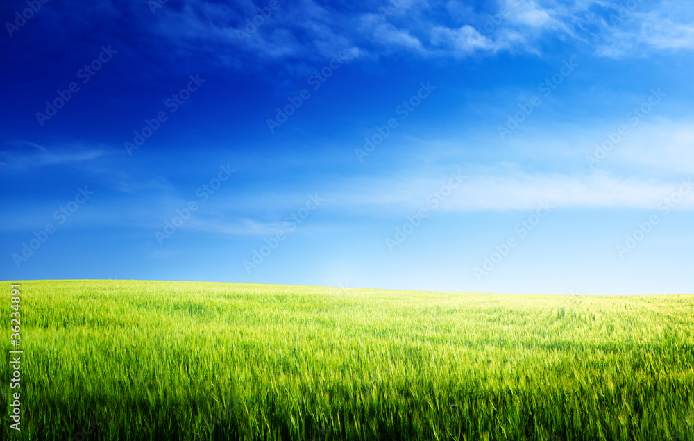 Obraz premium field of barley and sunset