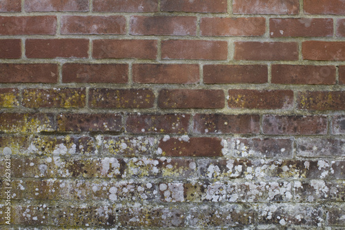 Obraz na plátne Abstract textured brick wall with white mould