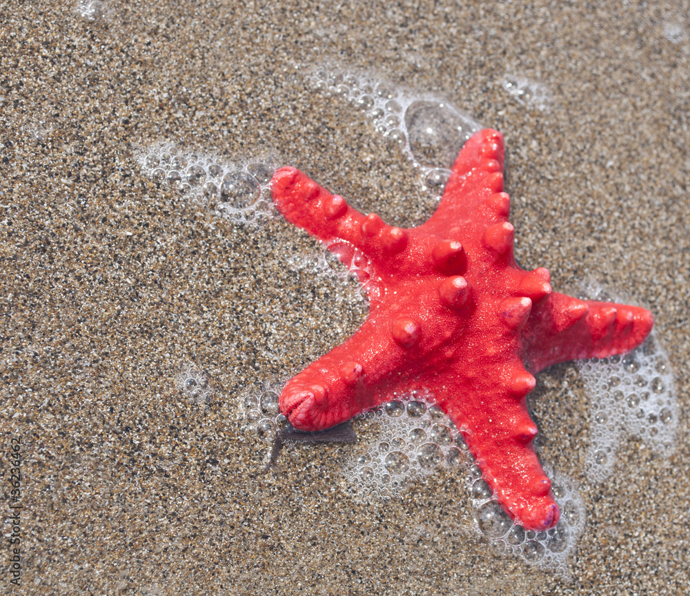 Red starfish and sea wave on sandy tropical beach Red starfish and sea wave on sandy tropical beach
