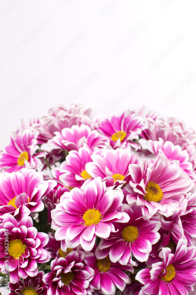 Beautiful flowers