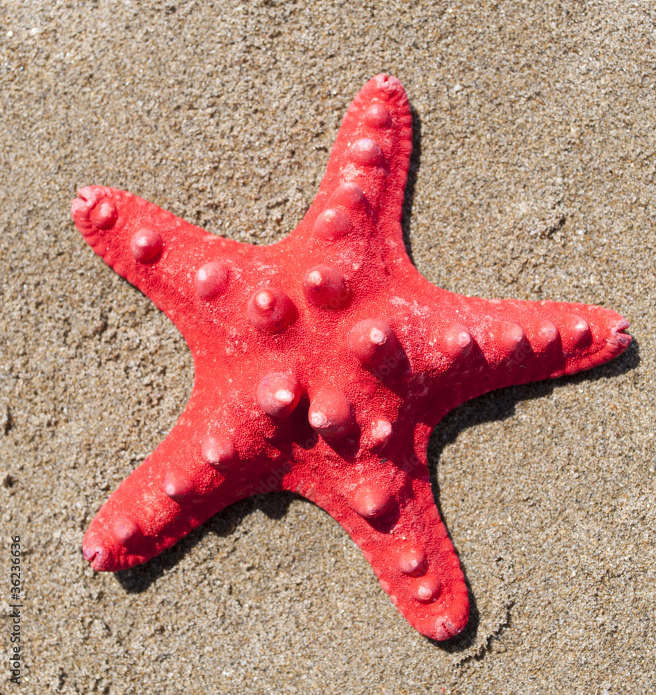 Red sea star shell on sand background Red sea star shell on sand background