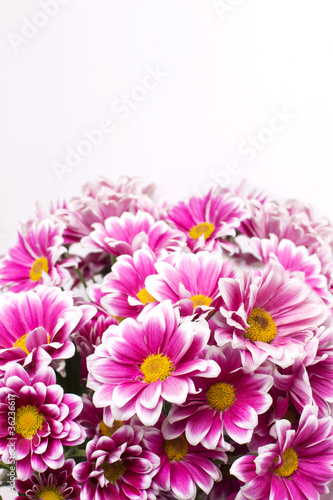 Beautiful flowers