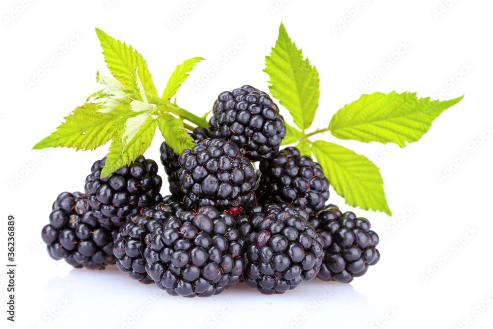 beautiful blackberries isolated on white beautiful blackberries isolated on white