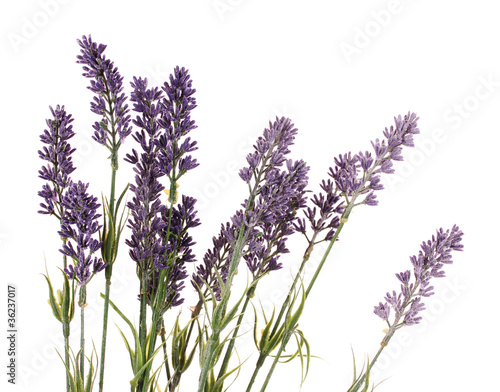 Beautiful lavender flowers isolated on white