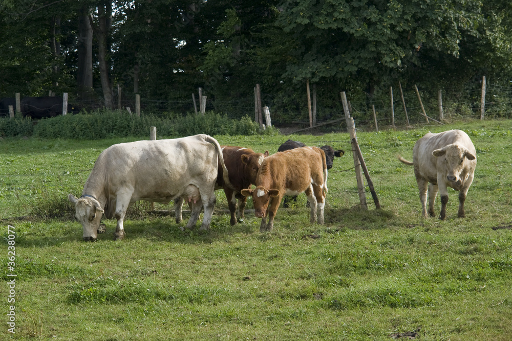 cattle in green pasture cattle in green pasture