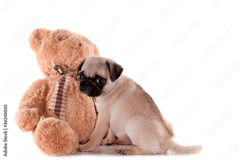 Fototapeta premium chiot Carlin