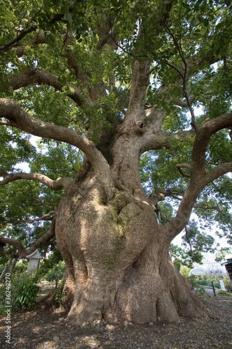 清田の大クスの木