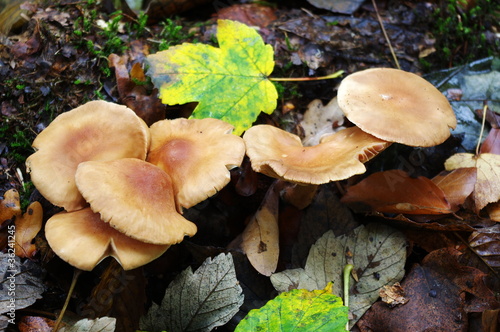 Uneatable mushrooms