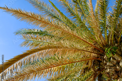 Fototapeta Naklejka Na Ścianę i Meble -  Palm tree branches