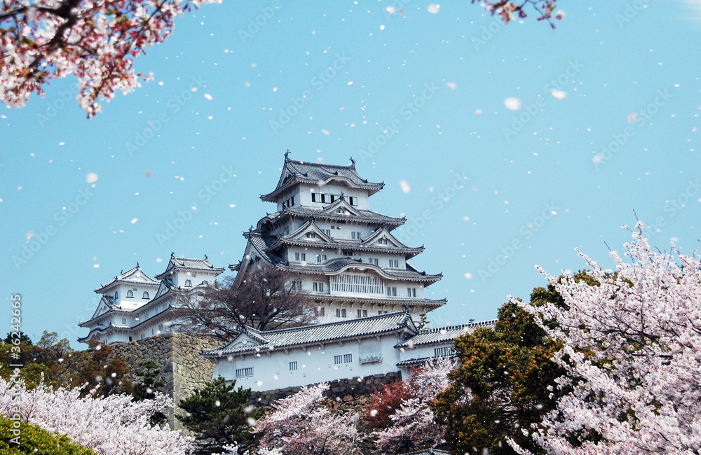 姫路城と桜吹雪-1-2