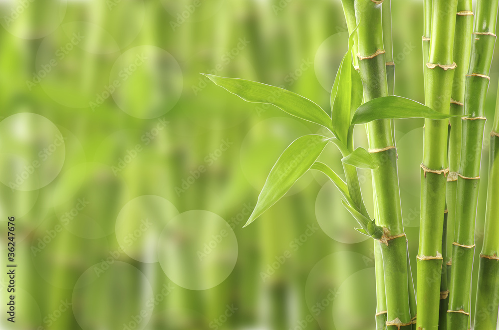 Fototapeta premium Beautiful Bamboo