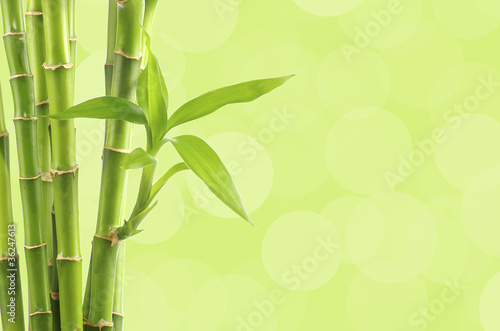 Fototapeta Naklejka Na Ścianę i Meble -  Beautiful Bamboo