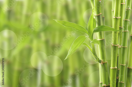 Fototapeta Naklejka Na Ścianę i Meble -  Beautiful Bamboo