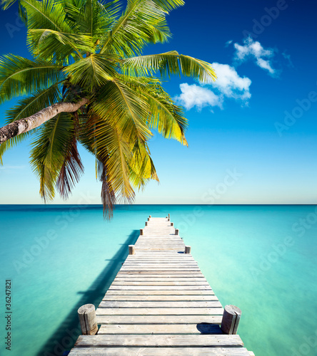 Fototapeta plażowy kokos