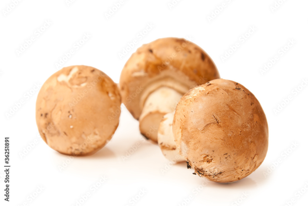 Three mushrooms champignon Three mushrooms champignon