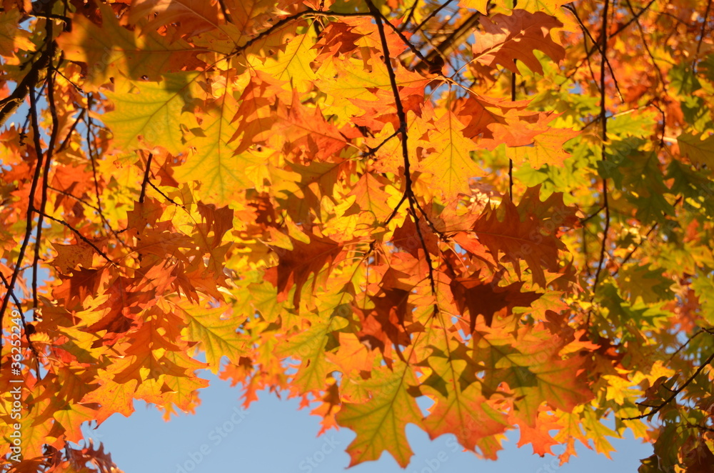 Herbstlaub im Oktober Herbstlaub im Oktober