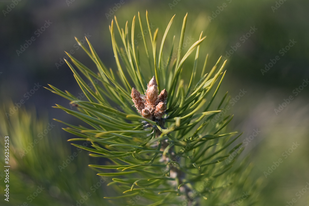 Baby pine cones Baby pine cones