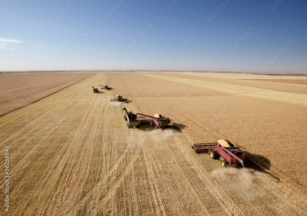 Naklejka premium Four Combines in Field