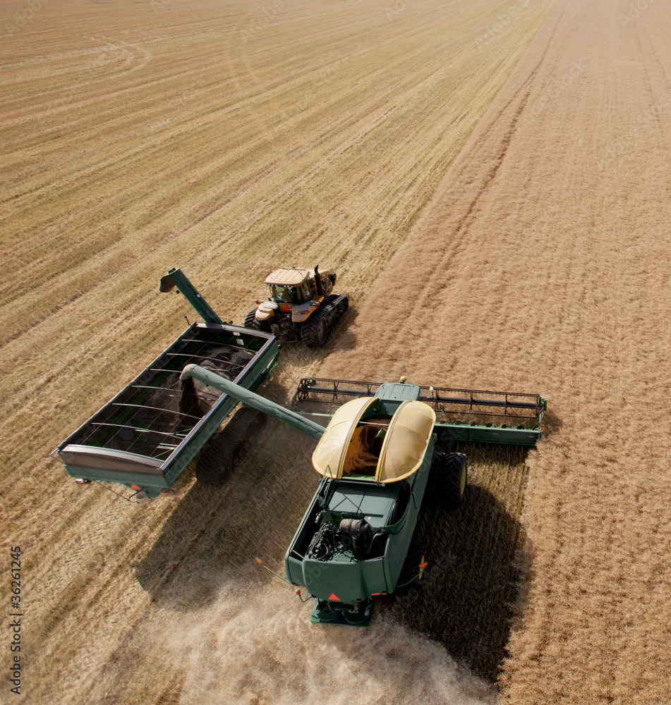 Naklejka premium Combine and Grain Cart