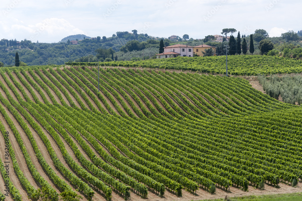 Landscape with vineyards at summer near Montepulciano Landscape with vineyards at summer near Montepulciano