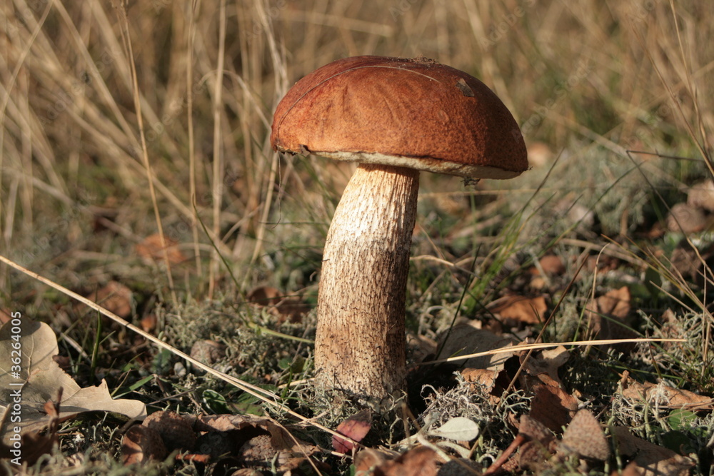 Eichenrotkappen (Leccinum quercinum) Eichenrotkappen (Leccinum quercinum)