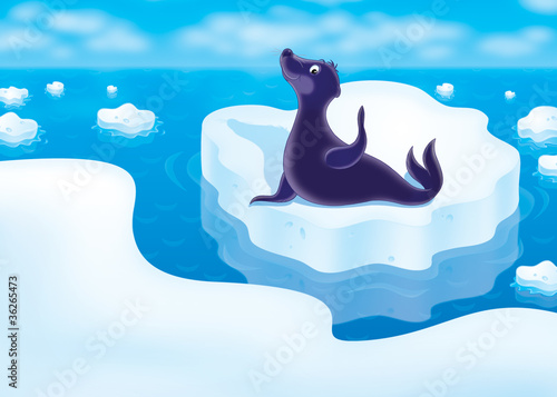 seal on the drifting ice floe photo