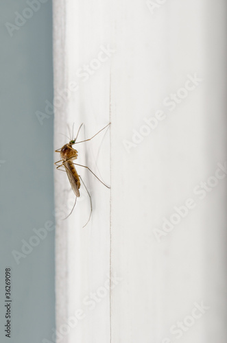 gnat macro