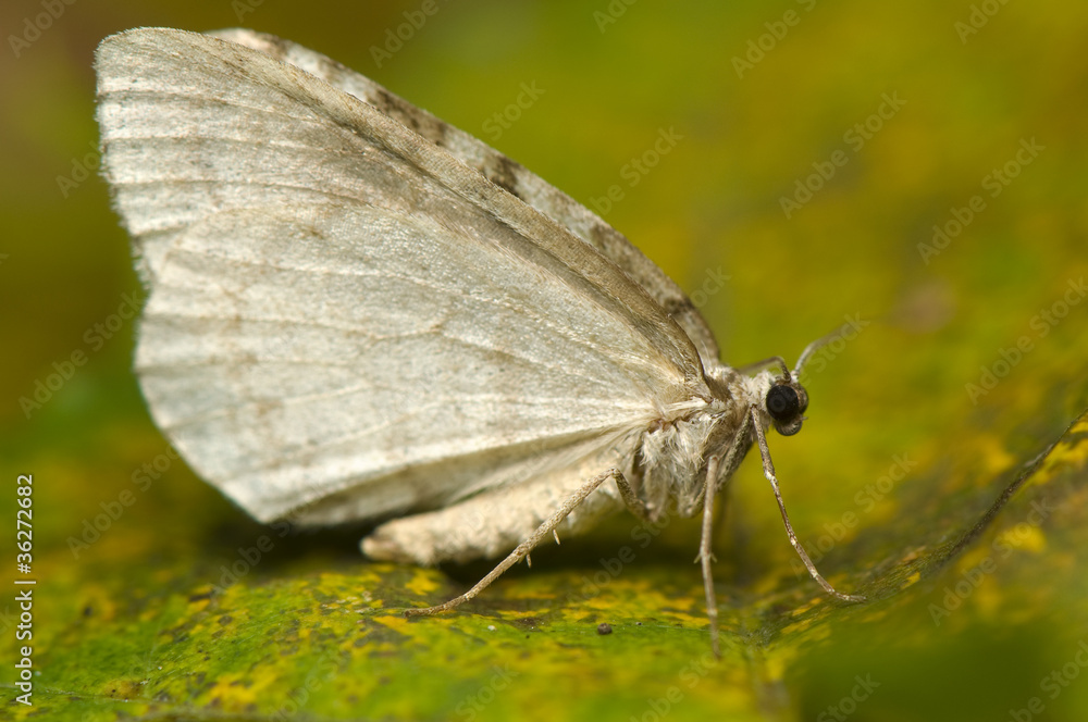 Moth Moth